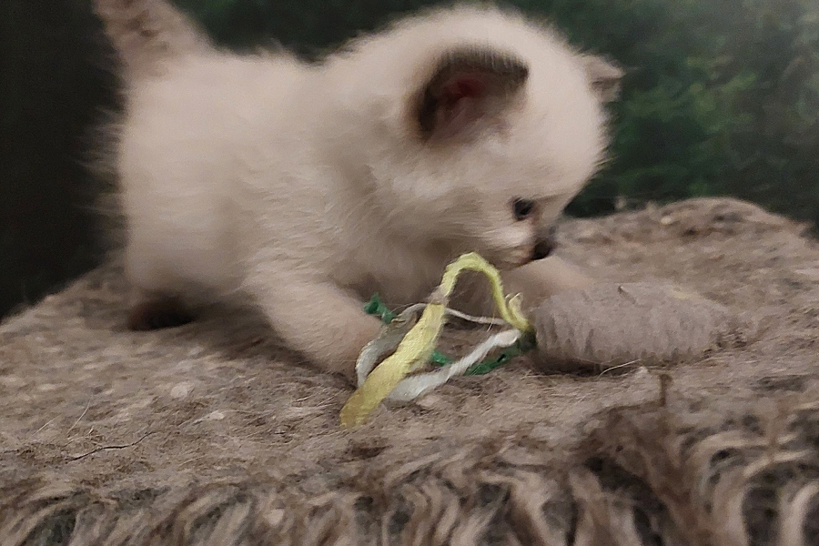 BORA BORA Pure Posh*PL