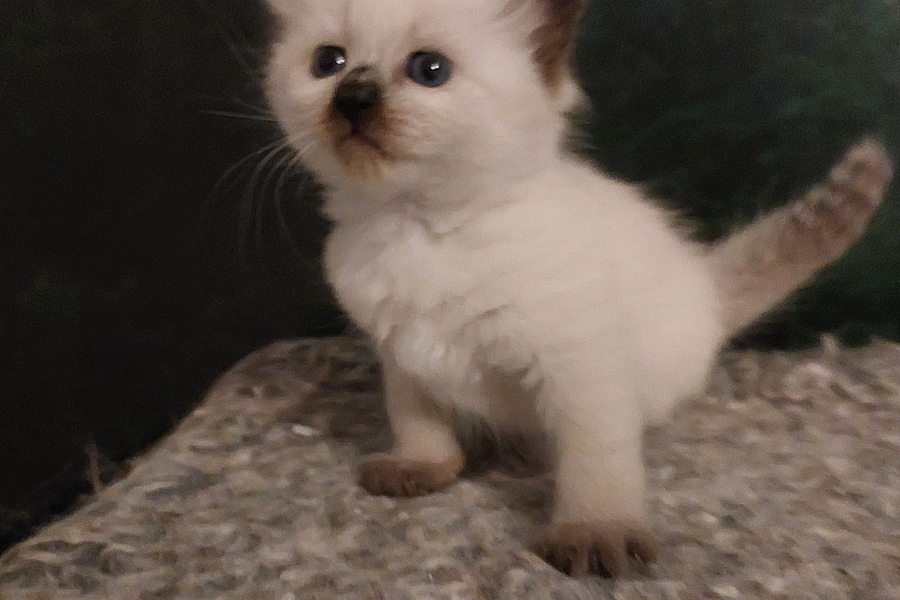 BORA BORA Pure Posh*PL