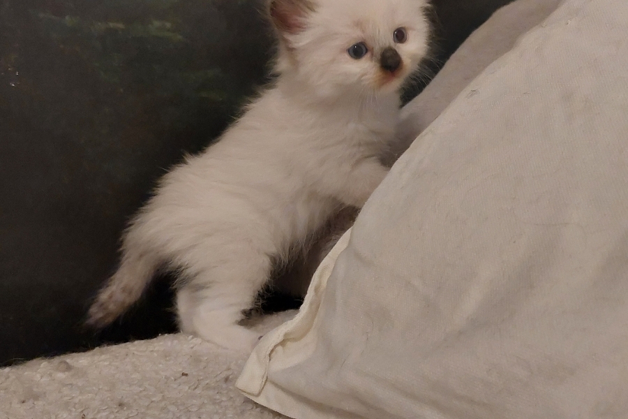 BLONDIE Pure Posh*PL