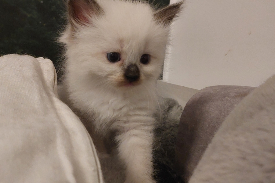 BLONDIE Pure Posh*PL