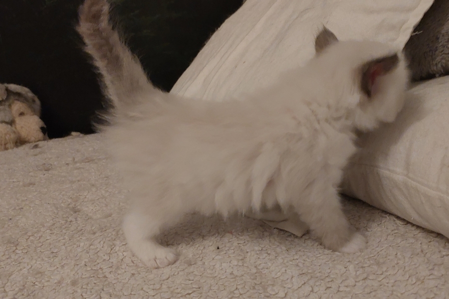 BLONDIE Pure Posh*PL