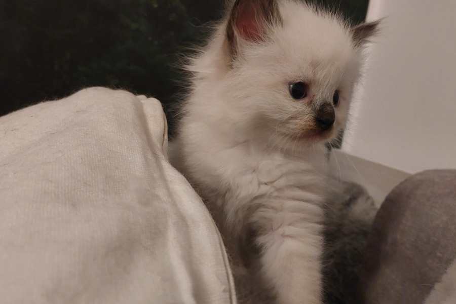 BLONDIE Pure Posh*PL