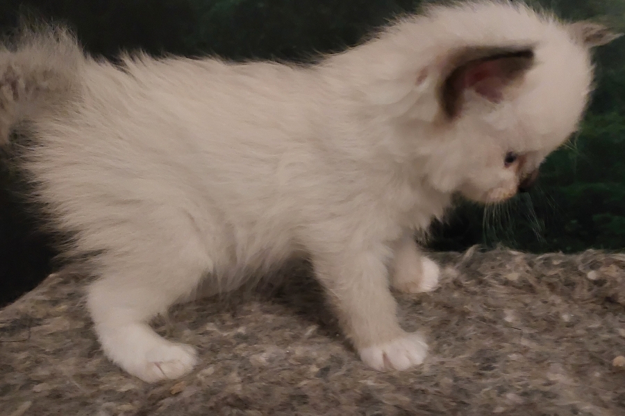 BLONDIE Pure Posh*PL