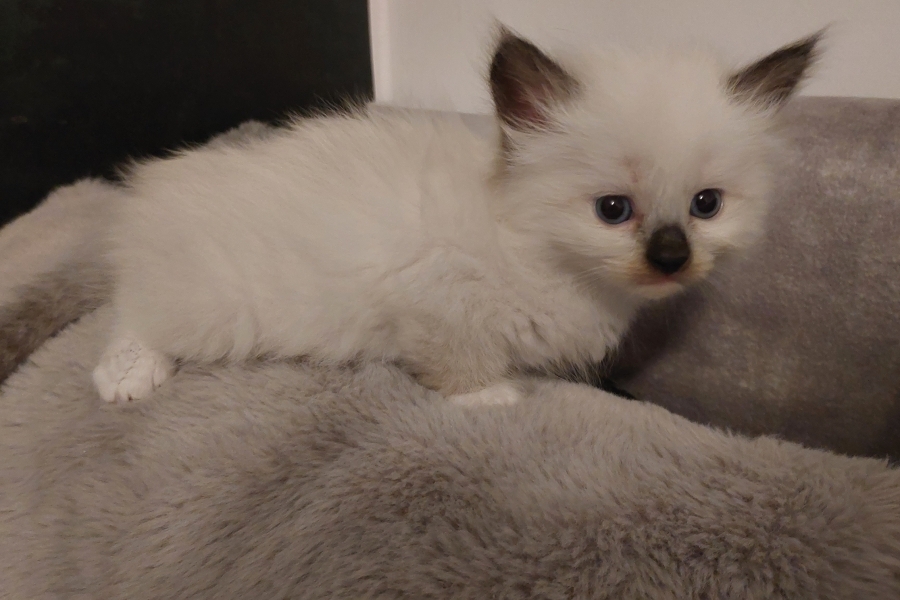 BLONDIE Pure Posh*PL