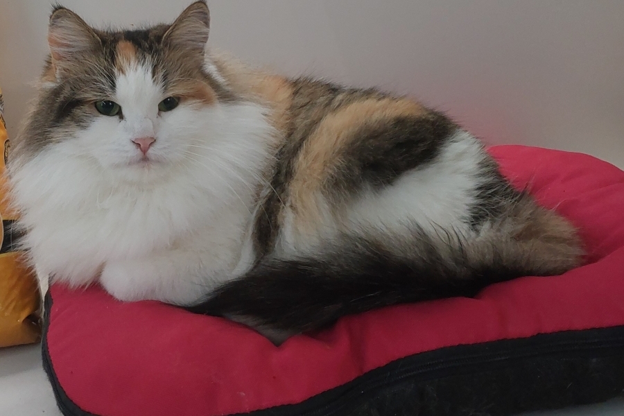 INTERNATIONAL CHAMPION WARKA Pure Posh*PL