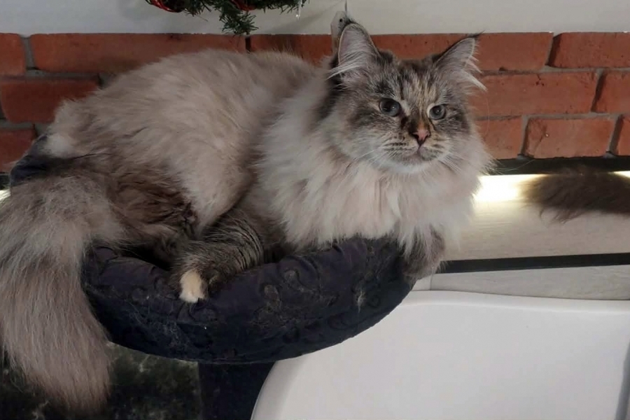 BRANDY of White Miracle,CZ