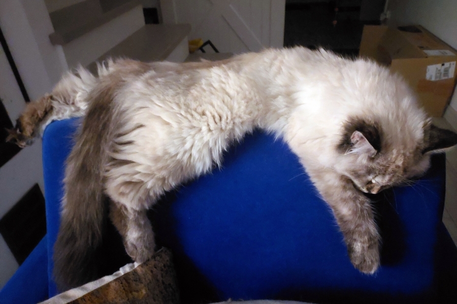 BRANDY of White Miracle,CZ