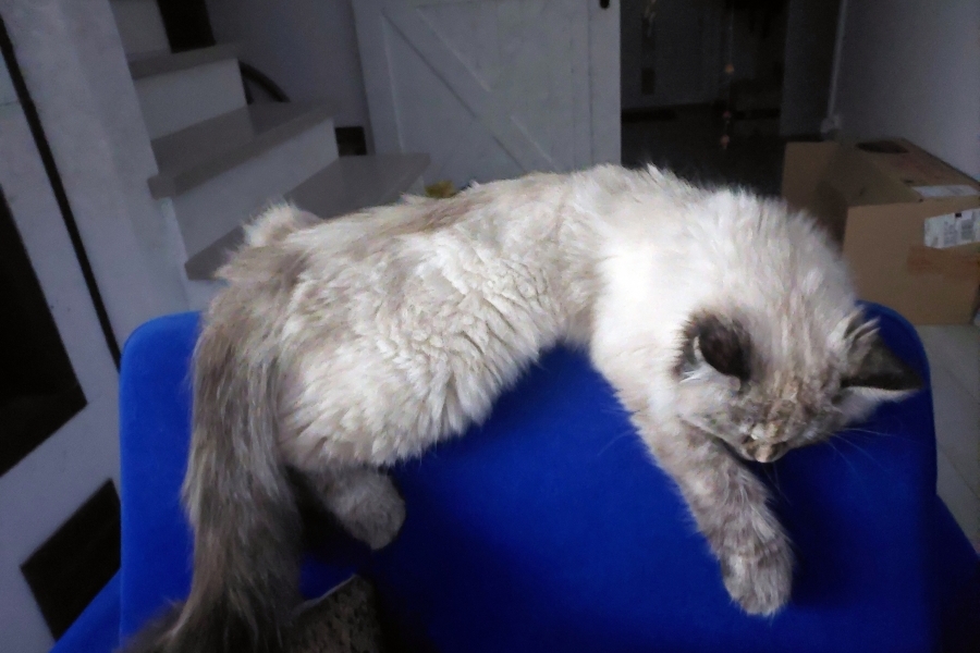 BRANDY of White Miracle,CZ