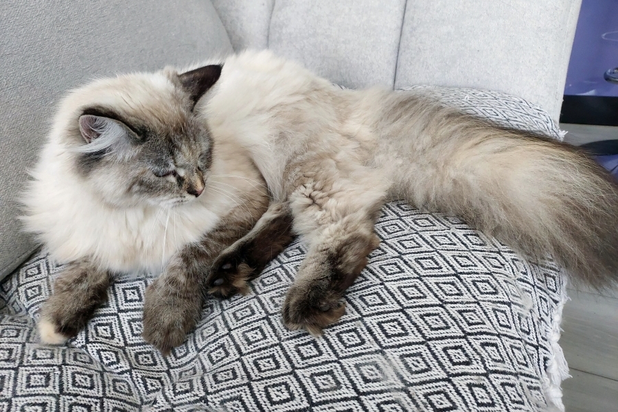 BRANDY of White Miracle,CZ