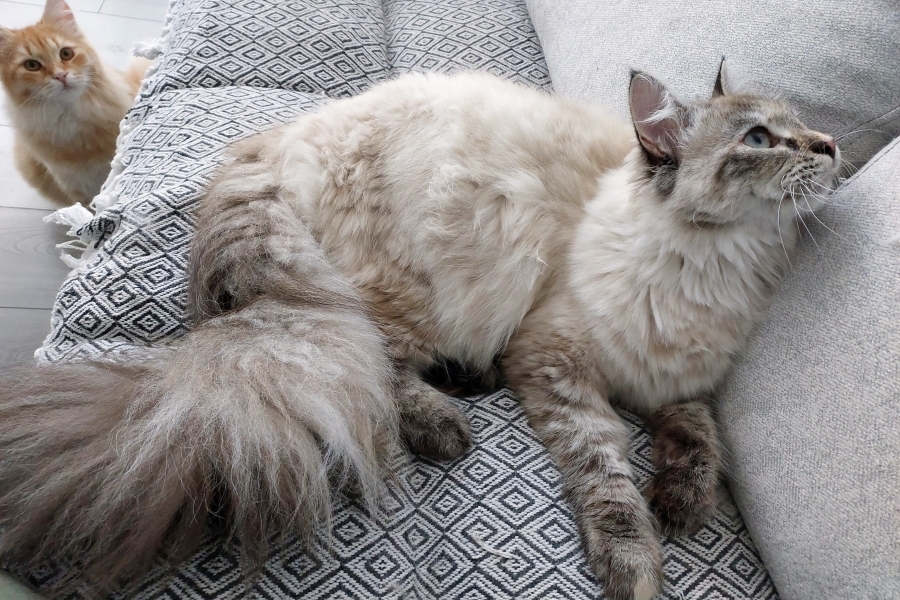 BRANDY of White Miracle,CZ