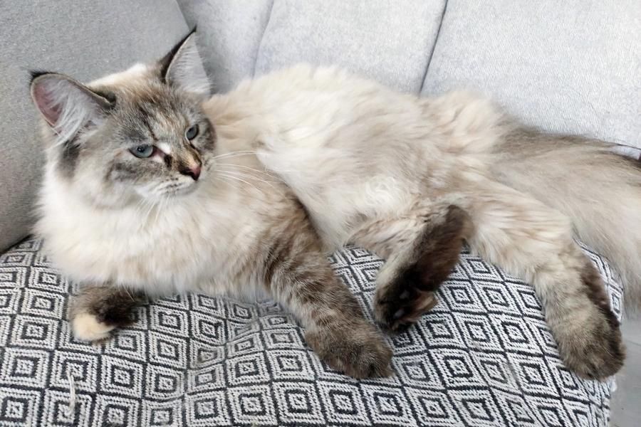 BRANDY of White Miracle,CZ