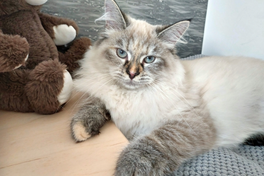 BRANDY of White Miracle,CZ