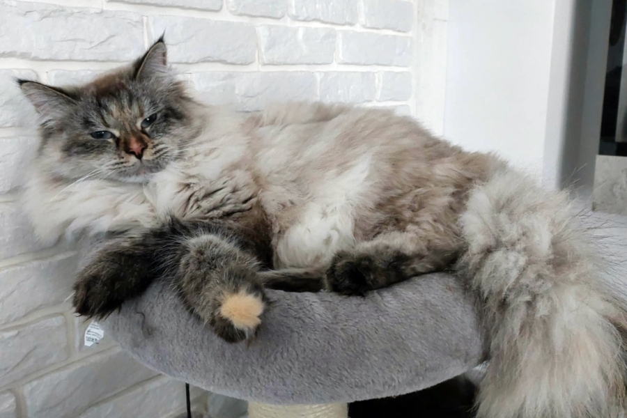 BRANDY of White Miracle,CZ