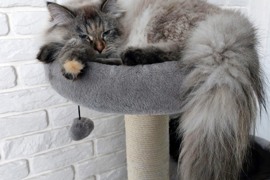 BRANDY of White Miracle,CZ