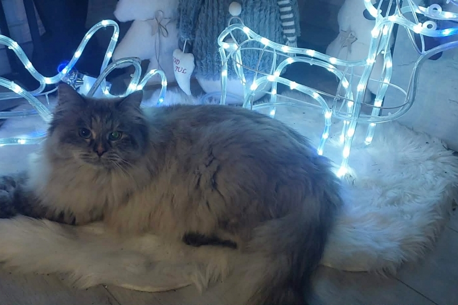 BRANDY of White Miracle,CZ