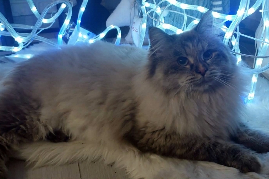 BRANDY of White Miracle,CZ