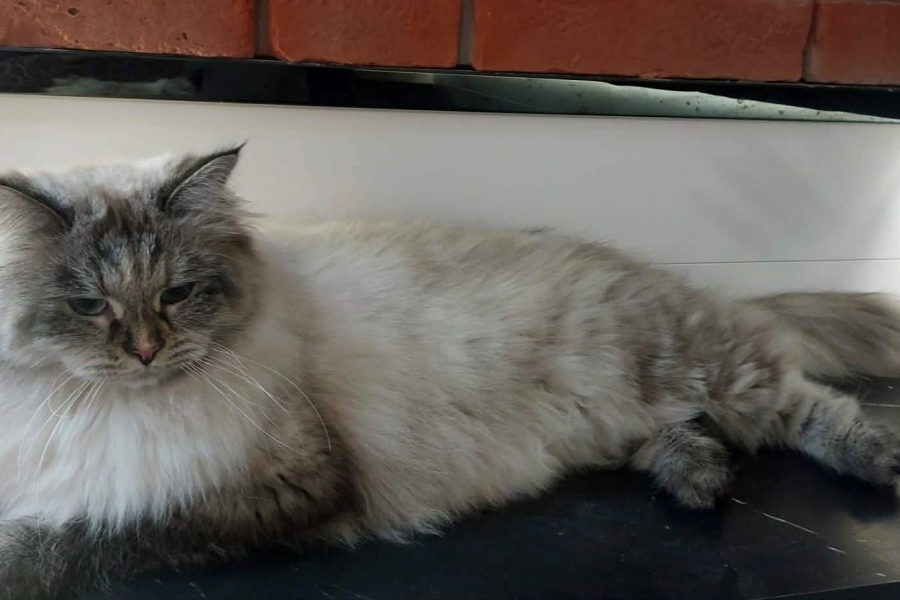 BRANDY of White Miracle,CZ