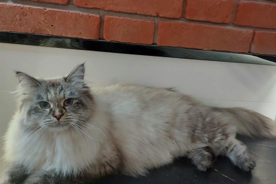 BRANDY of White Miracle,CZ