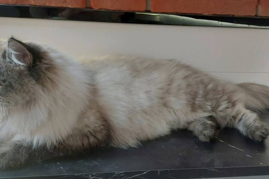 BRANDY of White Miracle,CZ