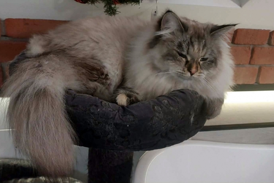 BRANDY of White Miracle,CZ