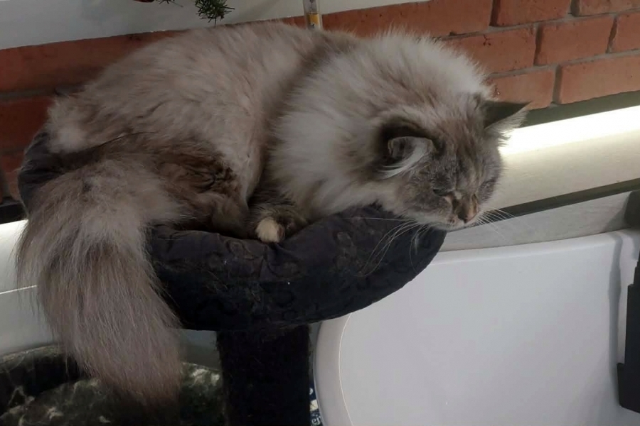 BRANDY of White Miracle,CZ