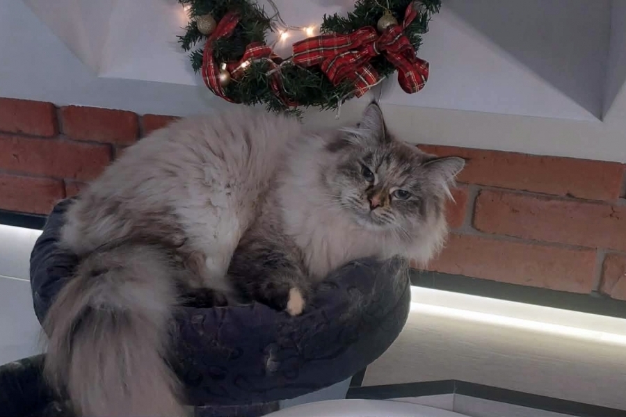 BRANDY of White Miracle,CZ