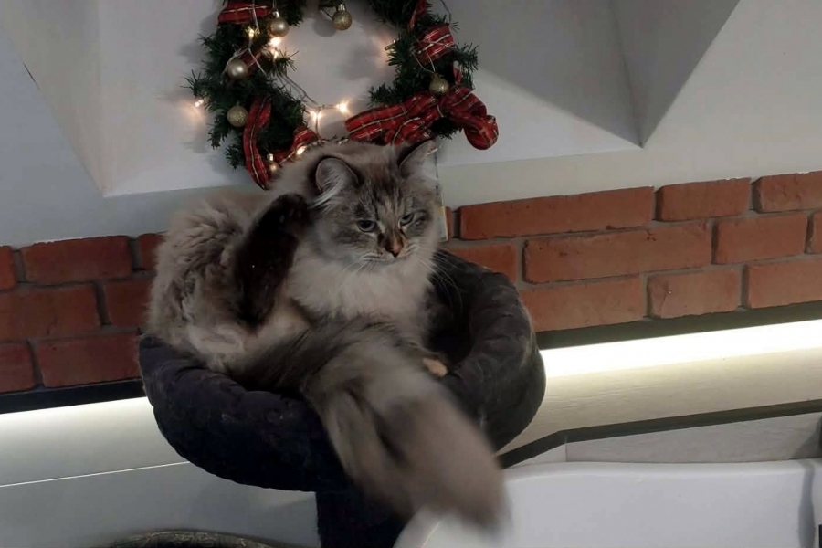 BRANDY of White Miracle,CZ