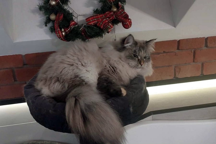 BRANDY of White Miracle,CZ