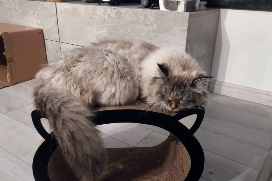 BRANDY of White Miracle,CZ