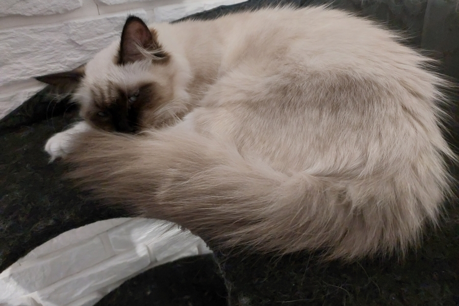 LAVAZZA Pure Posh*PL