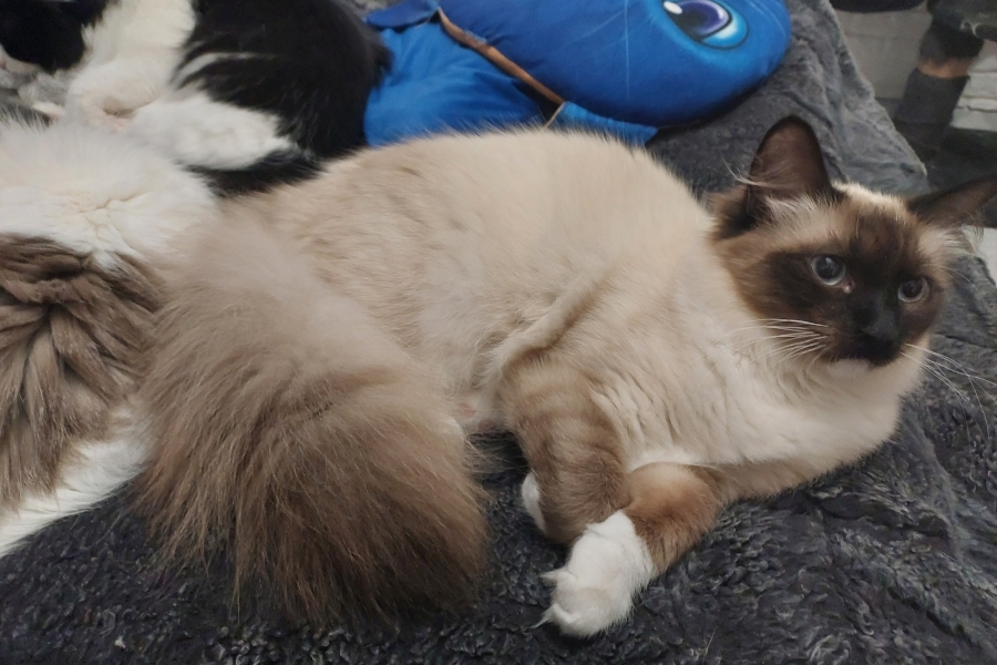 LAVAZZA Pure Posh*PL