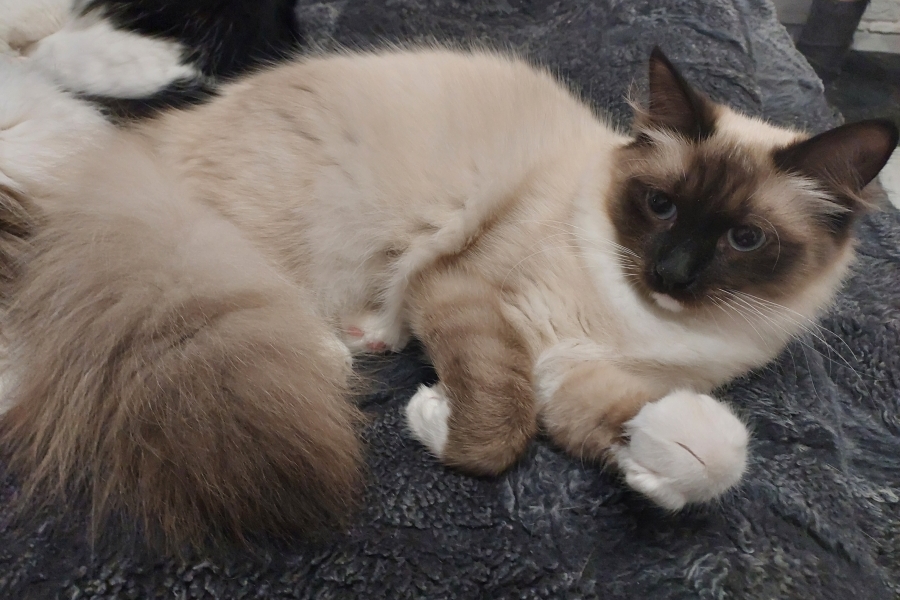 LAVAZZA Pure Posh*PL