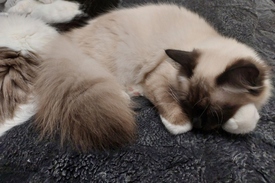 LAVAZZA Pure Posh*PL