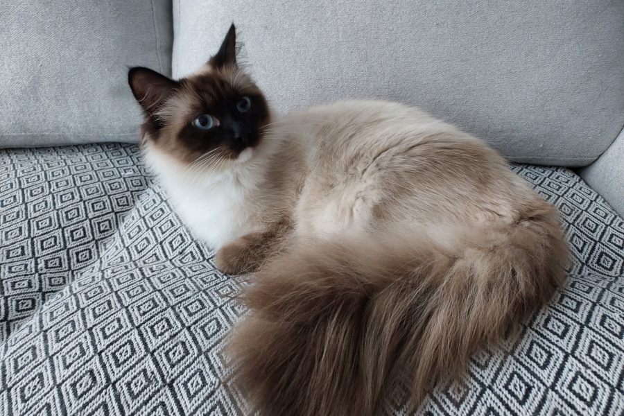 LAVAZZA Pure Posh*PL