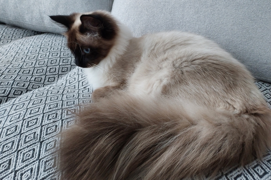 LAVAZZA Pure Posh*PL