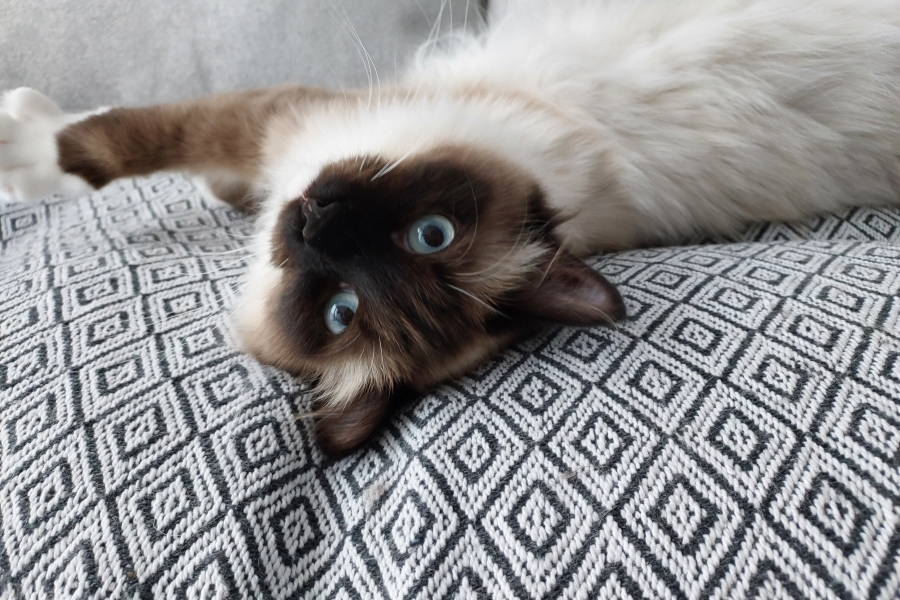 LAVAZZA Pure Posh*PL