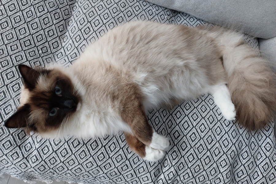 LAVAZZA Pure Posh*PL