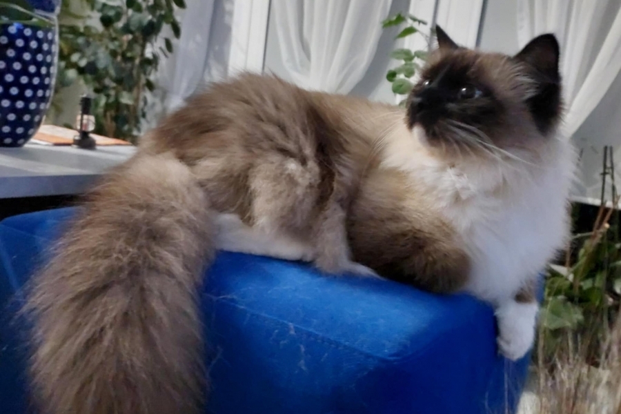 LAVAZZA Pure Posh*PL