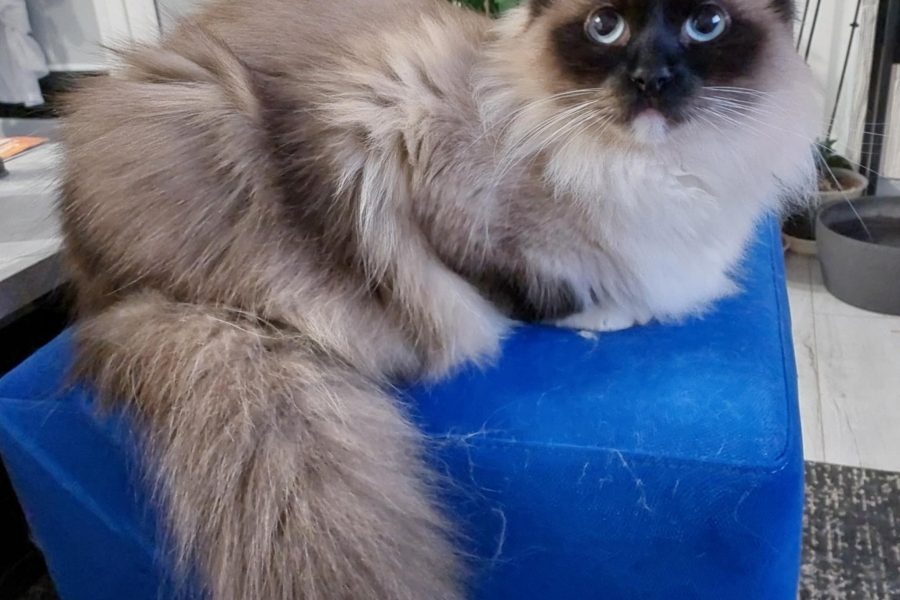 LAVAZZA Pure Posh*PL