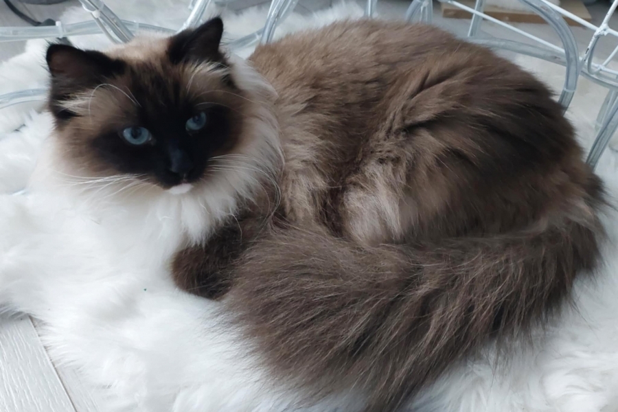 LAVAZZA Pure Posh*PL