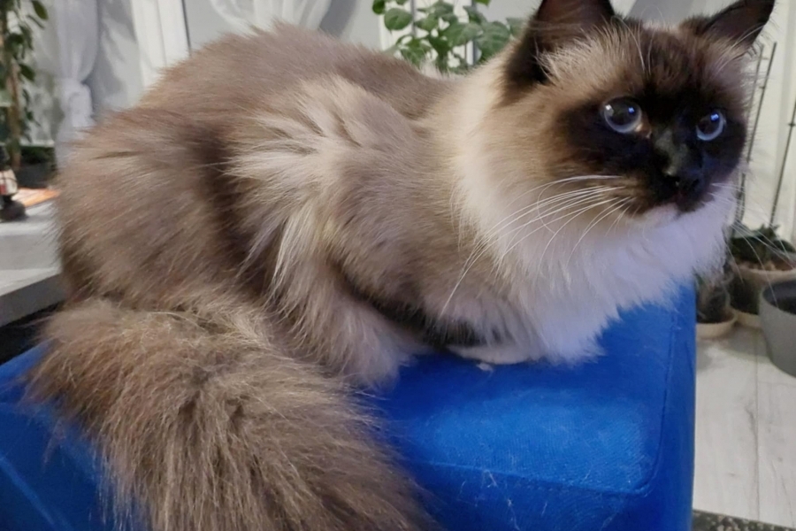 LAVAZZA Pure Posh*PL