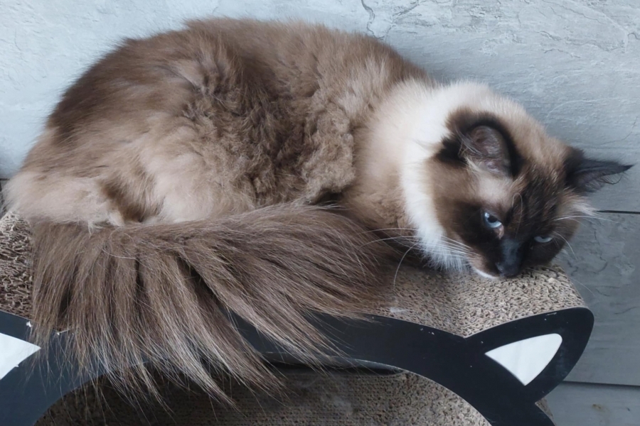 LAVAZZA Pure Posh*PL