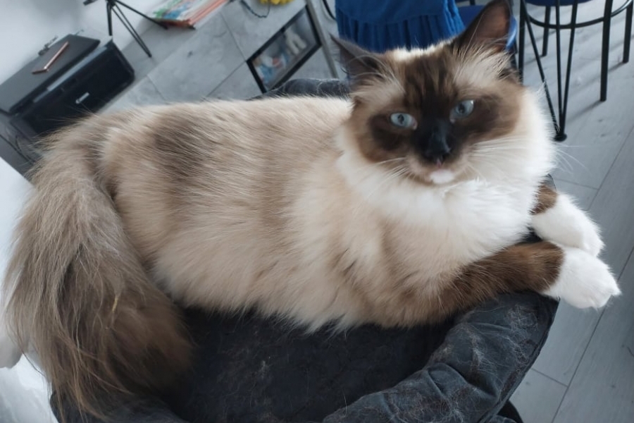 LAVAZZA Pure Posh*PL