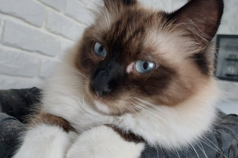 LAVAZZA Pure Posh*PL