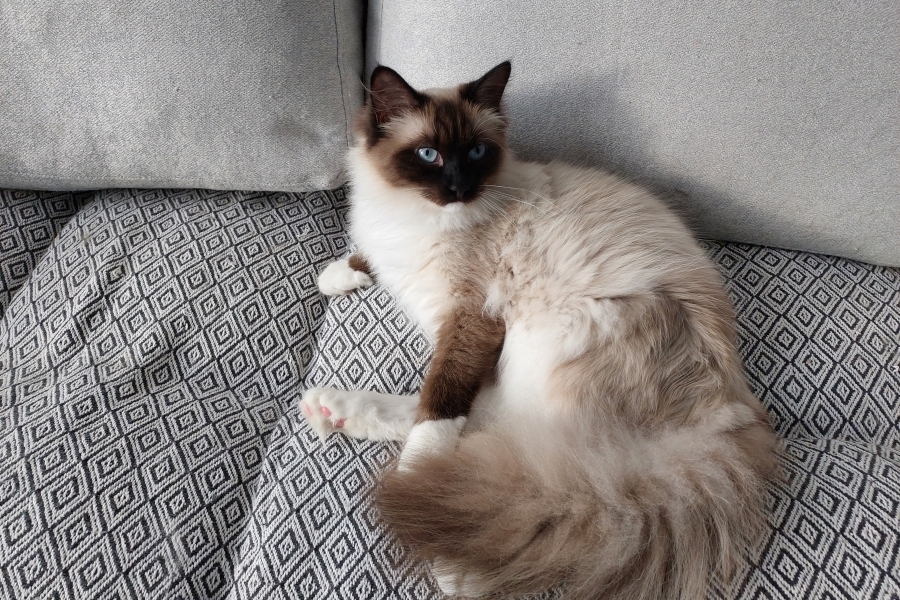 LAVAZZA Pure Posh*PL